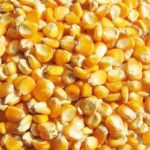 maiz-comun-amaril-herrad-x-kl-gran