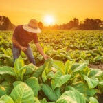 trabajador de tabaco
